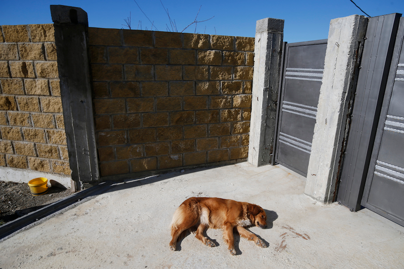 Illustration for article titled The Dogs Of Sochi